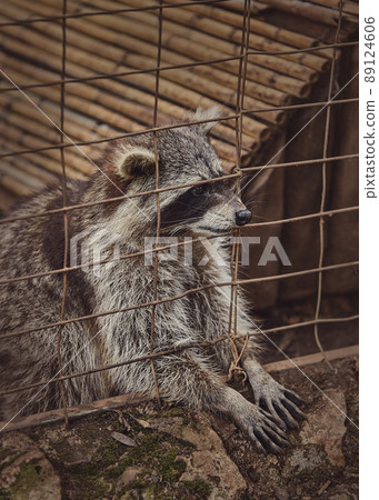 Fluffy raccoons in a cage stretch their paws and ask for food. Inadmissible keeping of wild animals in captivity. Wildlife protection. Fluffy raccoons in a cage stretch their paws and ask for food. Inadmissible keeping of wild animals in captivity. Wildlife protection. 89124606