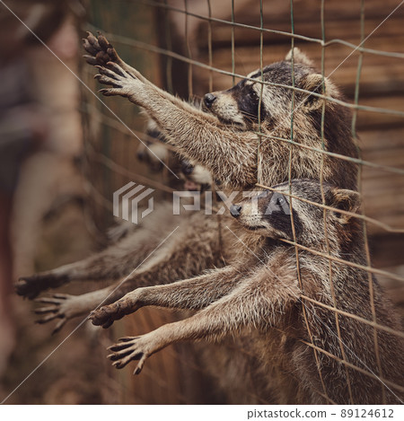 Fluffy raccoons in a cage stretch their paws and ask for food. Inadmissible keeping of wild animals in captivity. Wildlife protection. 89124612
