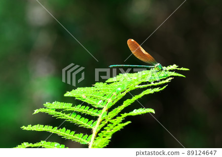 Damselfly Damselfly 89124647