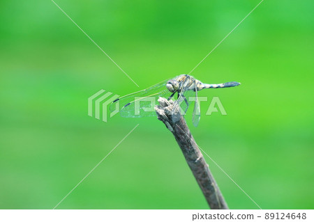Dragonfly on the waterfront Dragonfly on the waterfront 89124648