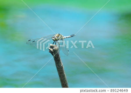 Dragonfly on the waterfront Dragonfly on the waterfront 89124649