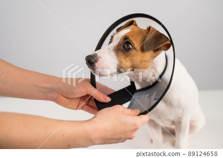 A veterinarian puts a plastic cone collar on a Jack Russell Terrier dog after a surgery. A veterinarian puts a plastic cone collar on a Jack Russell Terrier dog after a surgery. 89124658