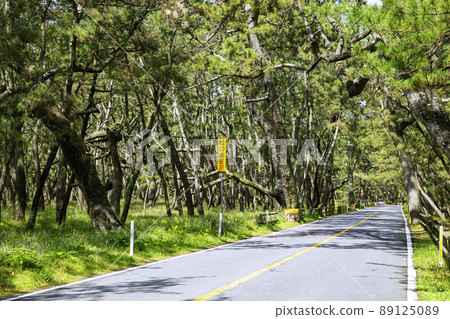 Niji no Matsubara (Karatsu City, Saga Prefecture), one of the three major Matsubara in Japan 89125089