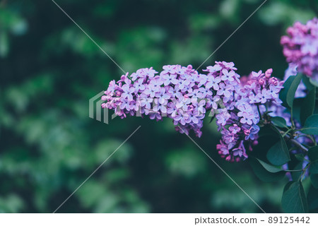 Beautiful fresh purple lilac flowers in full bloom in the garden. Beautiful fresh purple lilac flowers in full bloom in the garden. 89125442