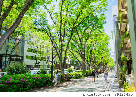 東京新鮮的綠色表參道 89125450
