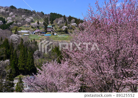 Cherry tree in a stand 89125552