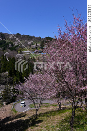 Cherry tree in a stand 89125553