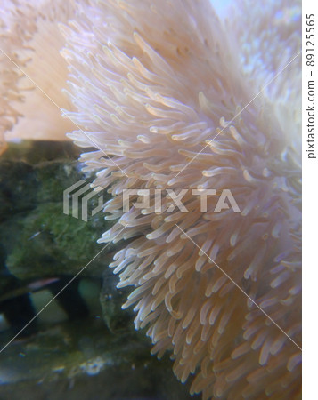 Sea anemone with poison Sea anemone with poison 89125565