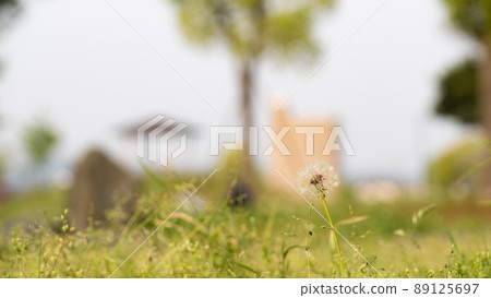 Dandelions in a green park 89125697
