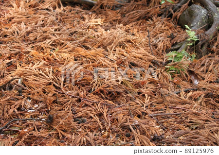 針葉樹的落葉 89125976