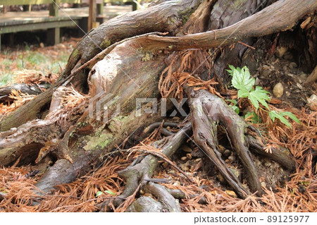 Wavy tree roots Wavy tree roots 89125977