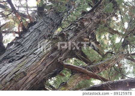 Peeled tree trunk 89125978