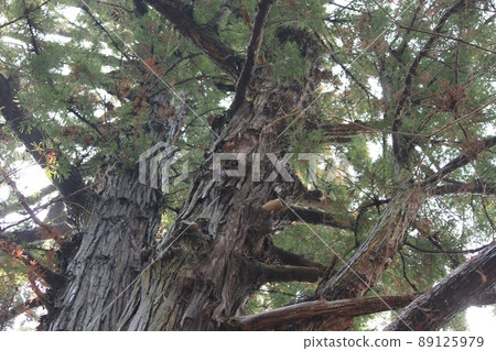 Peeled tree 89125979