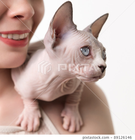 Friendly Sphynx kitten sitting on shoulder of unrecognizable woman and looks away. Close-up, studio shot on white background. Part series. Selective focus on foreground, shallow depth of field. 89126146