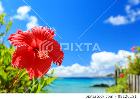 Mensore Okinawa: Blue sea, blue sky and bright red hibiscus Mensore Okinawa: Blue sea, blue sky and bright red hibiscus 89126151