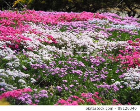 Colorful turf cherry blossom field 89126340
