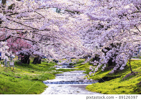 福島縣觀音寺川櫻花樹 89126397