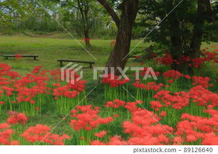 Photographed cluster amaryllis in Katsurahamaenchi, Takashima City, Shiga Prefecture Photographed cluster amaryllis in Katsurahamaenchi, Takashima City, Shiga Prefecture 89126640