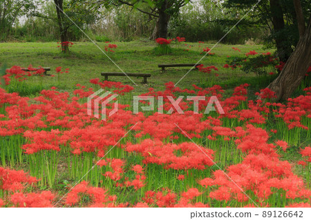 Photographed cluster amaryllis in Katsurahamaenchi, Takashima City, Shiga Prefecture Photographed cluster amaryllis in Katsurahamaenchi, Takashima City, Shiga Prefecture 89126642