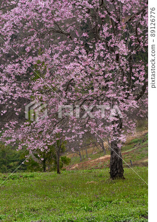 Cherry blossoms at the corner 89126776