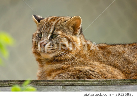Dignified Tsushima leopard cat Dignified Tsushima leopard cat 89126983