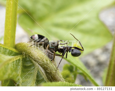 Siler cupreus that captured ants 89127131