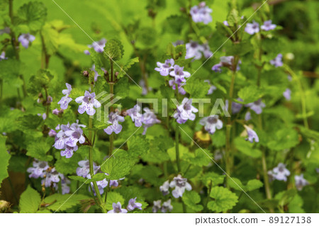 牡蠣花朵 牡蠣花朵 89127138