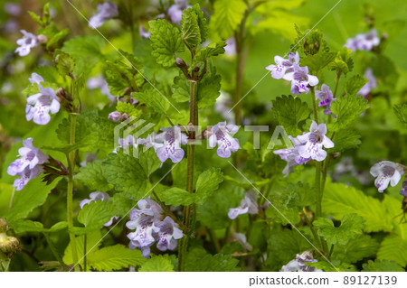 牡蠣花朵 牡蠣花朵 89127139
