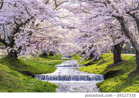 福島縣觀音寺川櫻花樹 89127338