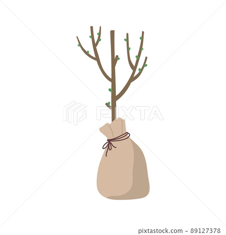 Tree seedling. Botanical young plant. Vector green agriculture for garden Tree seedling. Botanical young plant. Vector green agriculture for garden 89127378