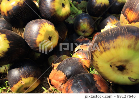 fresh Group of Toddy palm, Sugar palm.Phetchaburi Thailand fresh Group of Toddy palm, Sugar palm.Phetchaburi Thailand 89127646