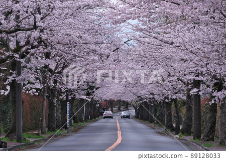 Izukogen Cherry Blossom Trees 2022 89128033