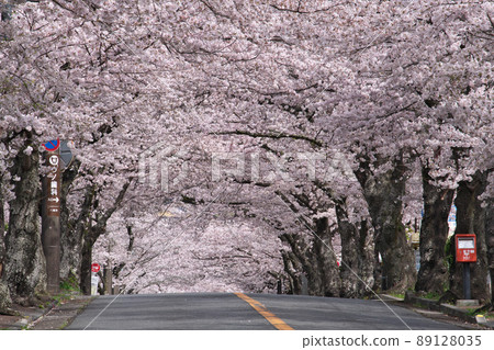 伊豆高原櫻花樹 2022 89128035