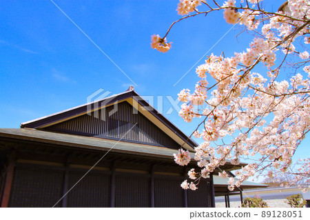 名古屋市的風景、名古屋野樂堂和盛開的櫻花 名古屋市的風景、名古屋野樂堂和盛開的櫻花 89128051