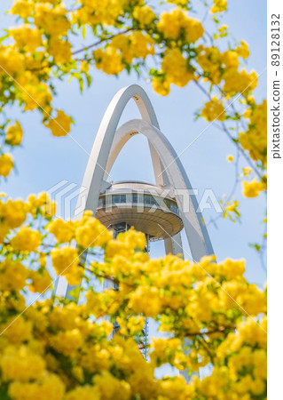 138 Tower Park,盛開的Lady Banks' Rose <愛知縣一宮市> 138 Tower Park,盛開的Lady Banks' Rose <愛知縣一宮市> 89128132