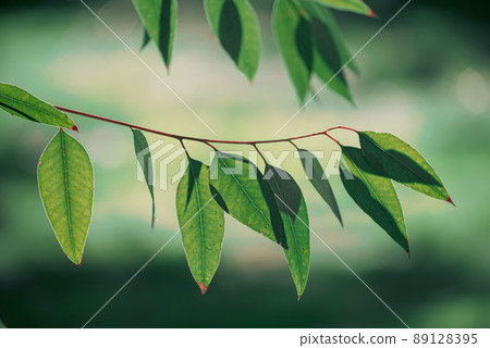 Eucalyptus green leaves 89128395