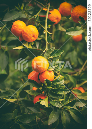 Tangerine garden with fruits 89128399