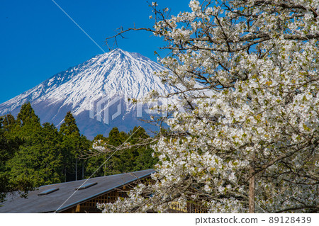 Mt. Fuji and cherry blossoms from the Kiseki Museum of Fine Arts Mt. Fuji and cherry blossoms from the Kiseki Museum of Fine Arts 89128439