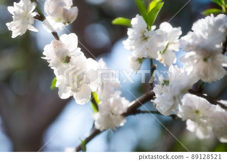 透光的白色是美麗的桃花 透光的白色是美麗的桃花 89128521