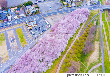 Cherry blossoms in full bloom and Gongendo Park 89129015
