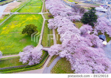 櫻花樹和權道公園 櫻花樹和權道公園 89129018