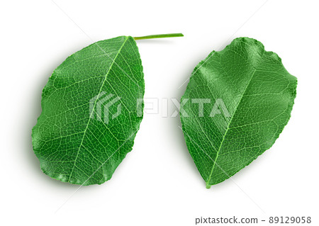 Fresh carob leaves isolated on white background with clipping path. Top view. Flat lay 89129058