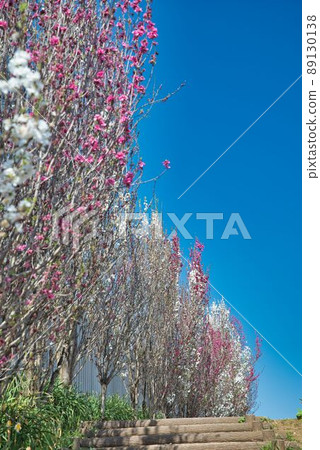 沿山脊的桃花 89130138