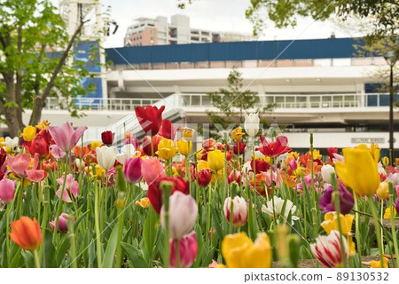 Tulips decorating the BayStars home Tulips decorating the BayStars home 89130532