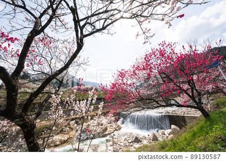 Japan's No. 1 Peach Blossom Along the river, - Stock Photo