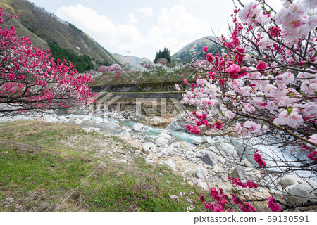 Japan's No. 1 Peach Blossom Along the river, three colors of red, white and pink are in full bloom, and carp streamers swim in the wind. 89130591