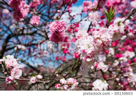 日本第一桃花盛開的紅、白、粉三種顏色的壯觀桃花 89130603