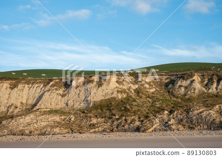 landscape over white cows grazing in the grass landscape over white cows grazing in the grass 89130803