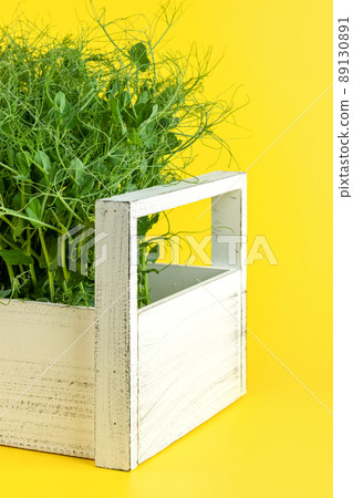 Juicy young shoots of micro-green peas close-up on a yellow background. Production of environmentally friendly vitamin nutrition 89130891