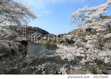 Sakura in Tsukigase, Nara Prefecture Sakura in Tsukigase, Nara Prefecture 89130988